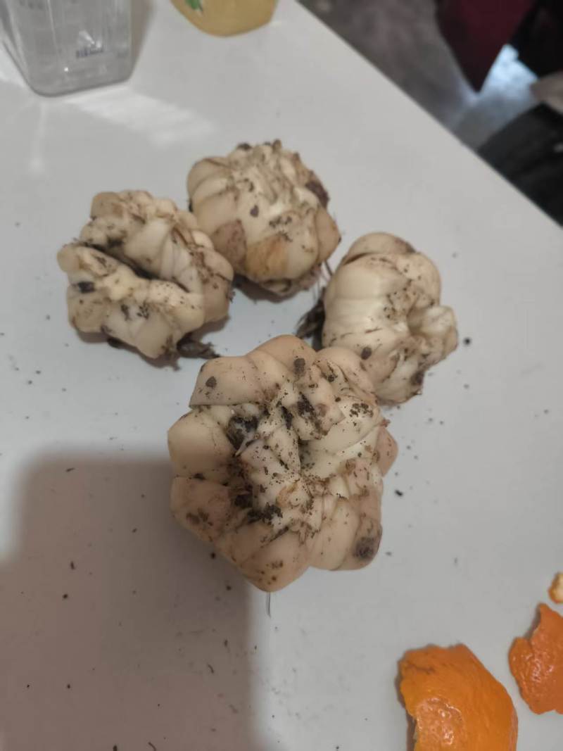 龙牙红百合，现在开始地里挖货了