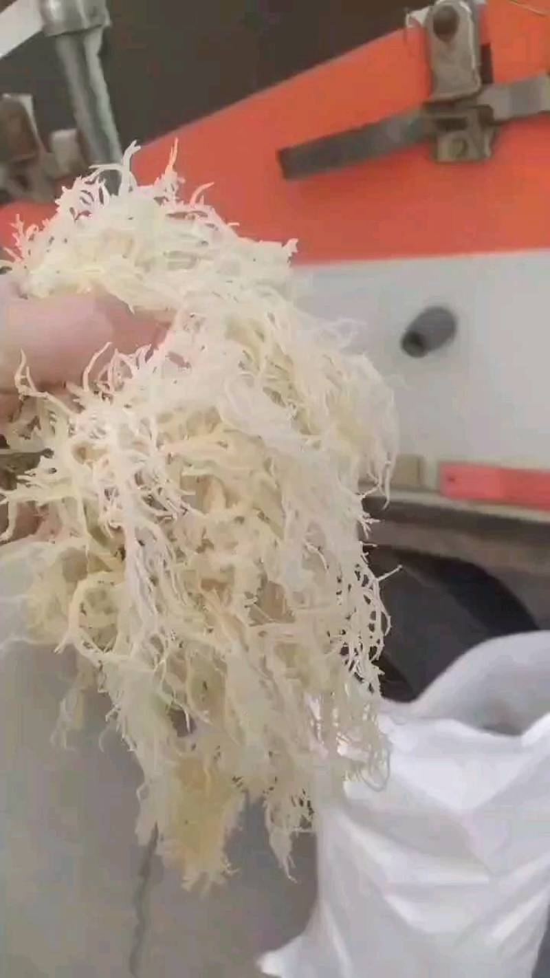 龙须菜