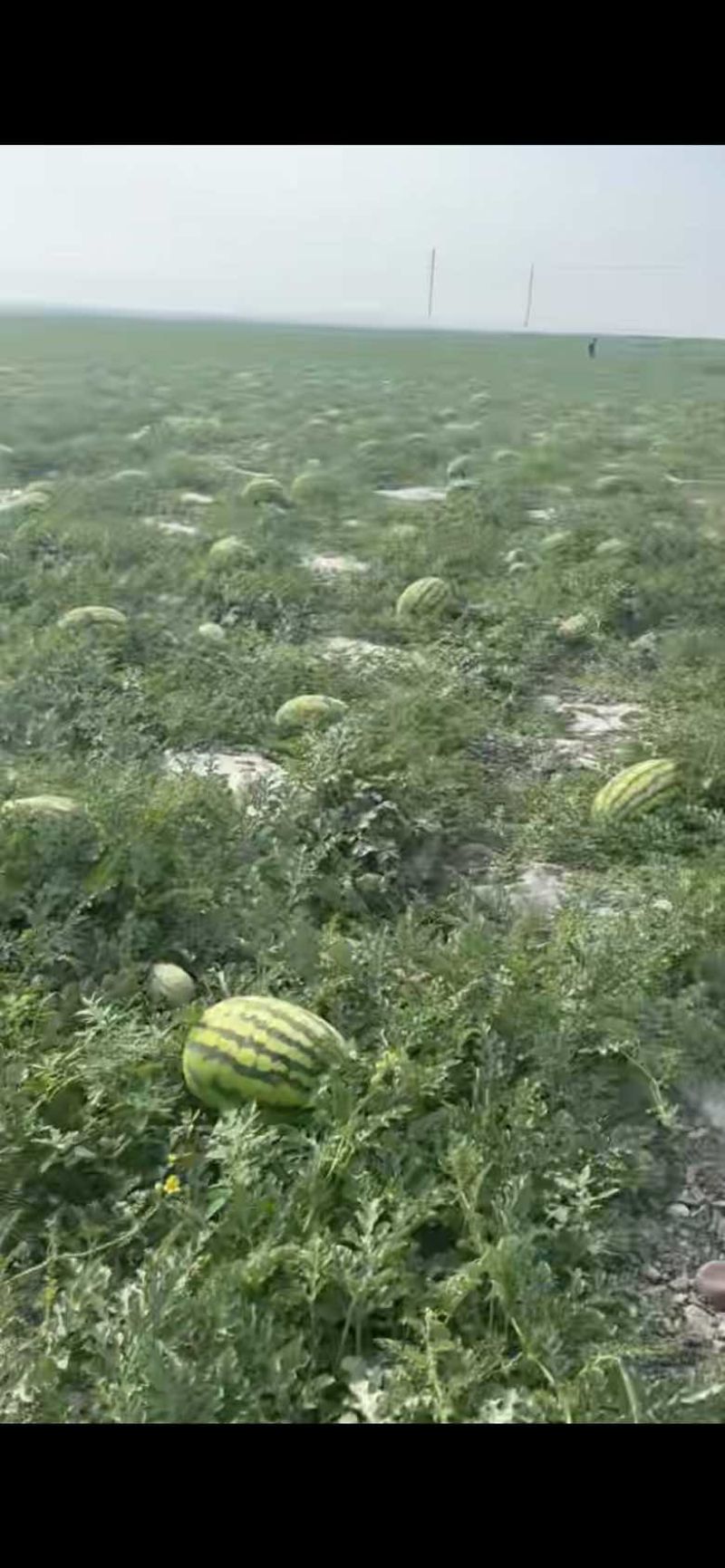 宁夏中卫石头瓜大量上市甜度14➕货好价格便宜全国代发