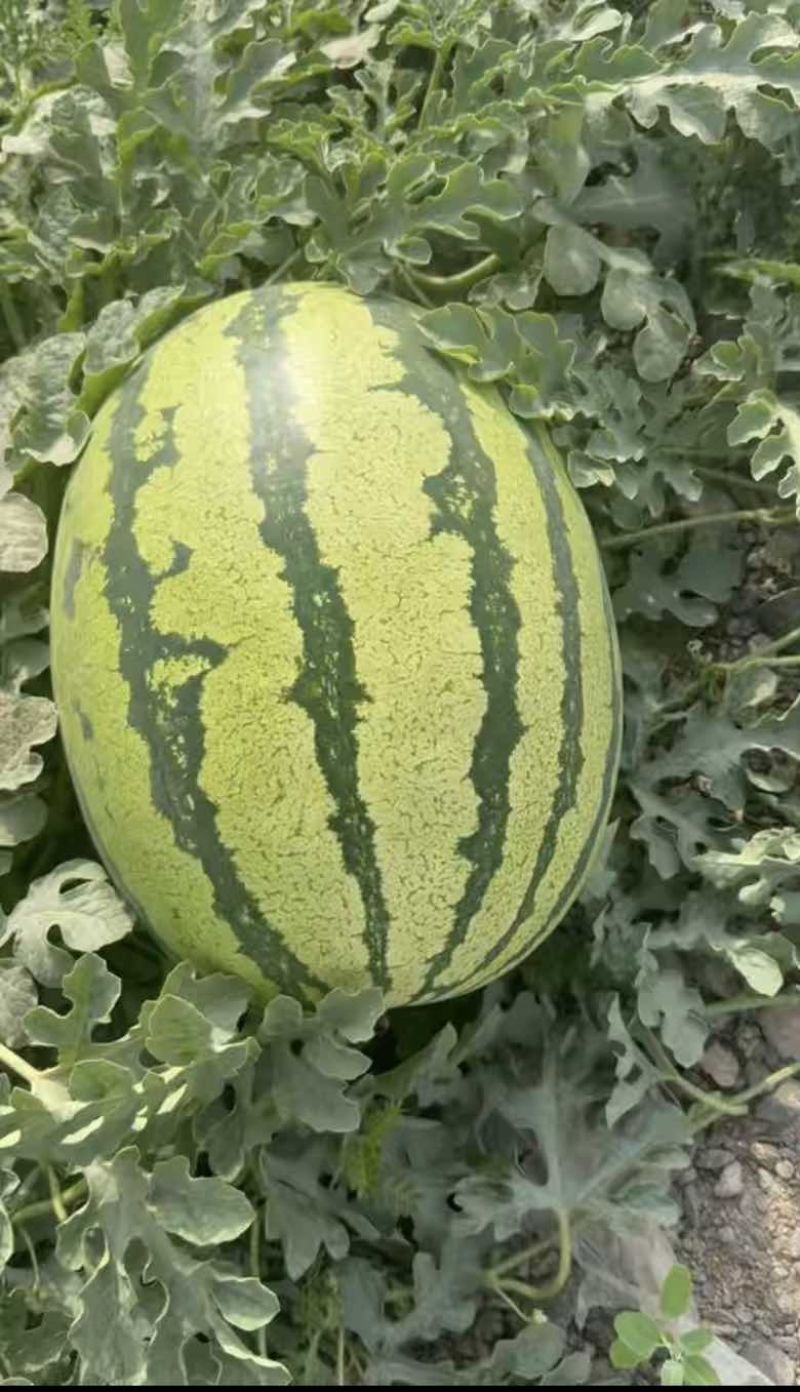 宁夏中卫石头瓜大量上市甜度14➕货好价格便宜全国代发