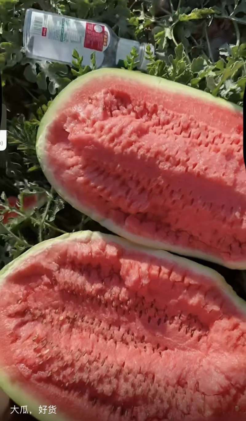 宁夏中卫石头瓜大量上市甜度14➕货好价格便宜全国代发
