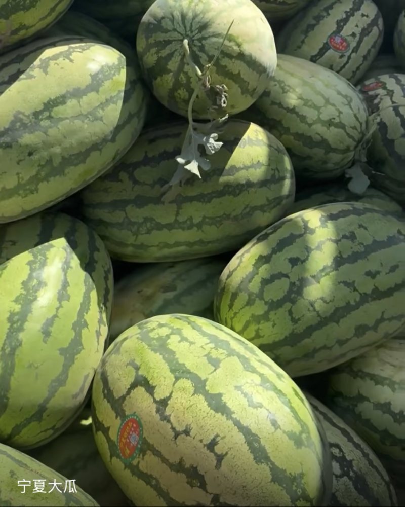 宁夏中卫石头瓜大量上市甜度14➕货好价格便宜全国代发