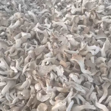 甘肃干平菇