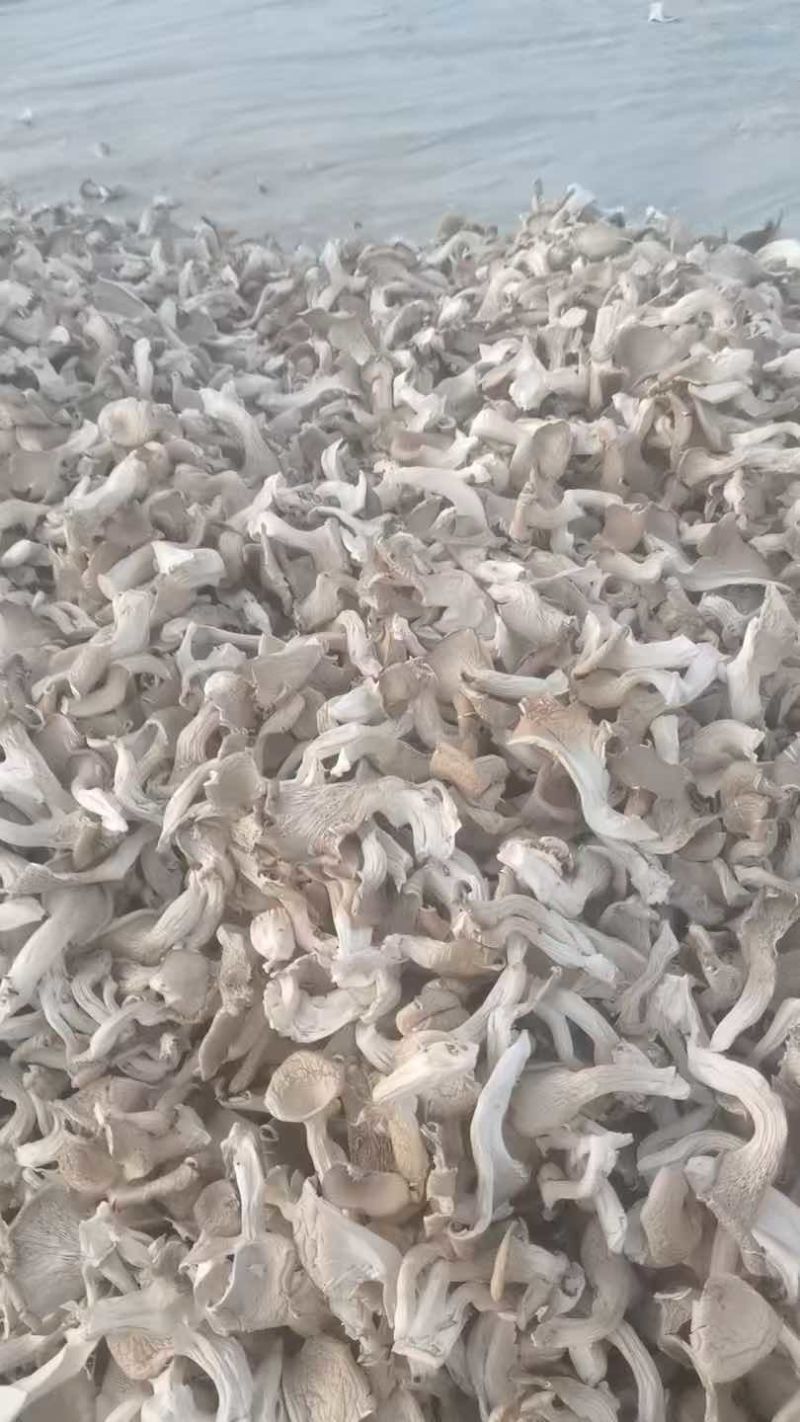 甘肃干平菇