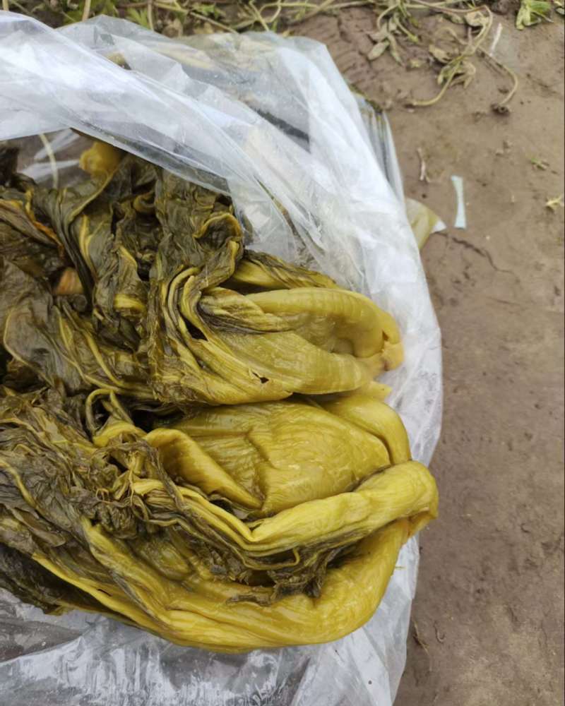 云南小叶芥菜半成品，通货，量大价优。湖南常德发货。