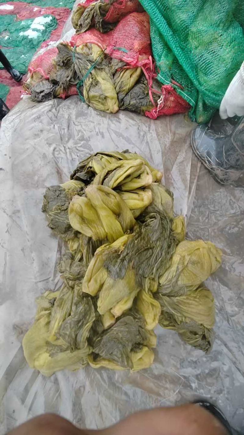 云南小叶芥菜半成品，通货，量大价优。湖南常德发货。