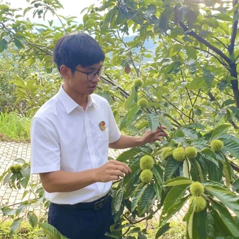 板栗，带刺球板栗，低价一件代发！！高品质保障！源头发各种板栗