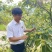 板栗，带球板栗，板栗子，云南板栗，一件代发，批发，
