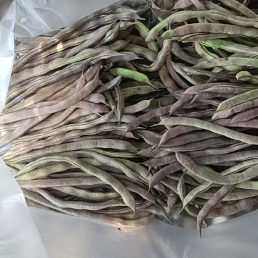 四季豆，无筋豆，大量有货，有需要的老板来电咨询！