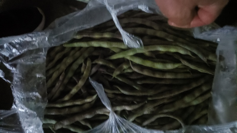四季豆，无筋豆，大量有货，有需要的老板来电咨询！