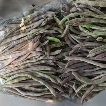 四季豆，无筋豆，大量有货，有需要的老板来电咨询！