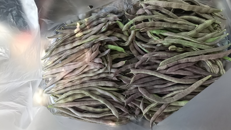 四季豆，无筋豆，大量有货，有需要的老板来电咨询！