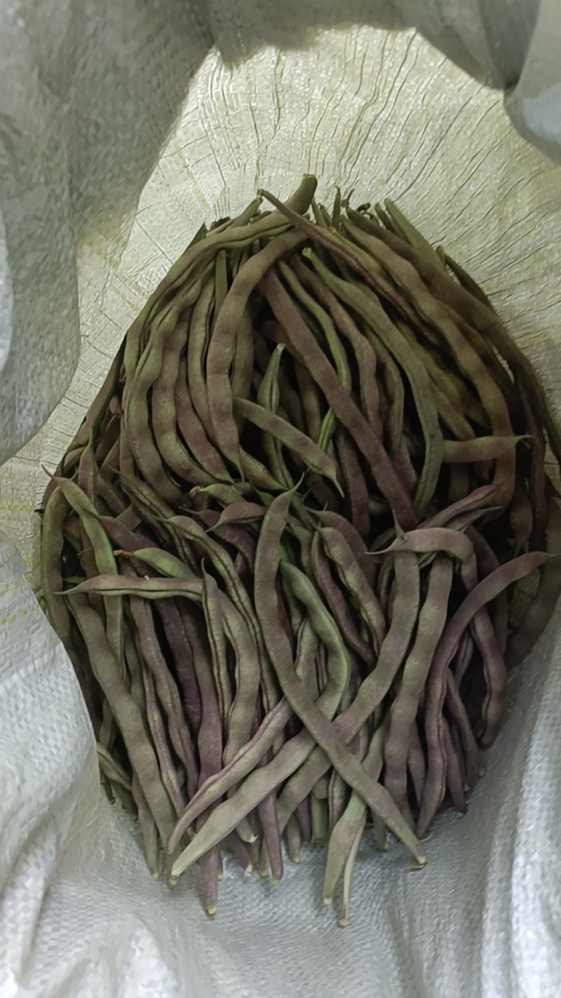 四季豆，无筋豆，大量有货，有需要的老板来电咨询！