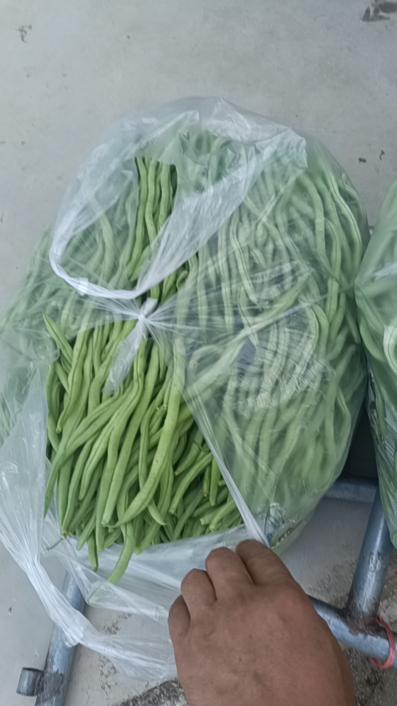 四季豆，无筋豆，大量有货，有需要的老板来电咨询！