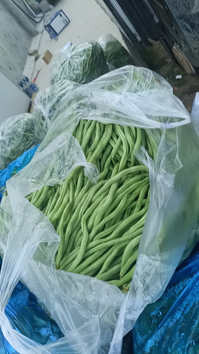 四季豆，无筋豆，大量有货，有需要的老板来电咨询！