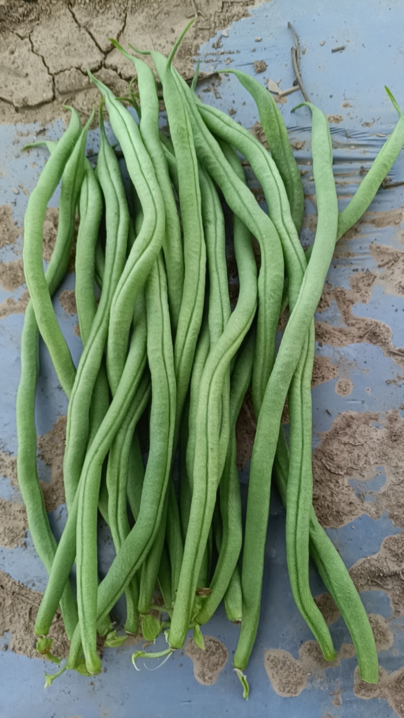 四季豆，无筋豆，大量有货，有需要的老板来电咨询！