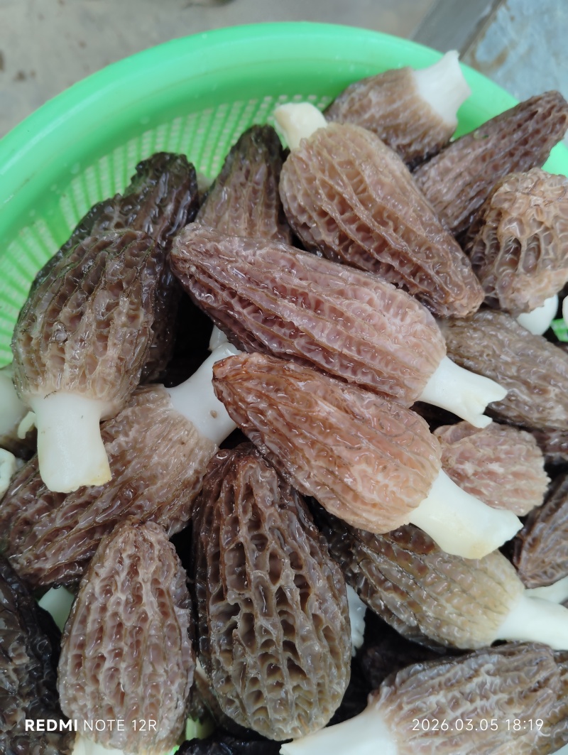 常年批发零售羊肚菌，的托竹荪