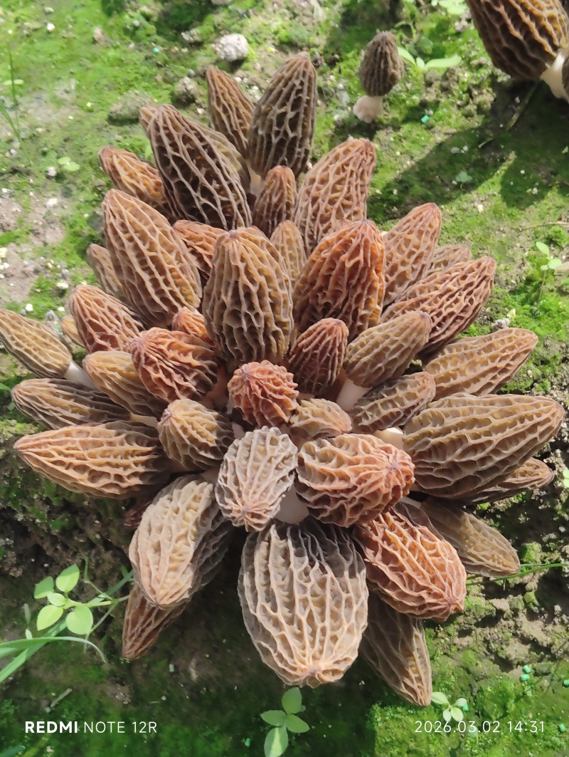 常年批发零售羊肚菌，的托竹荪