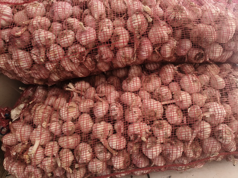 紫皮大蒜，颗粒饱满