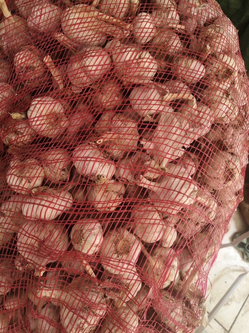 紫皮大蒜，颗粒饱满
