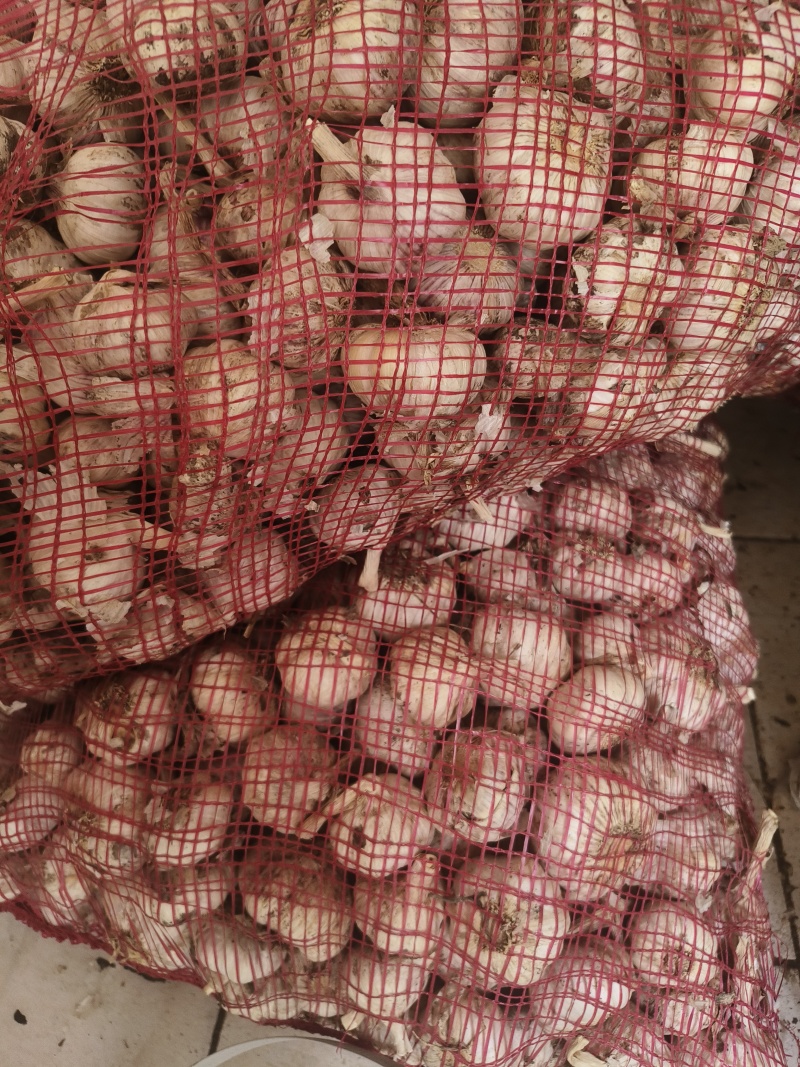 紫皮大蒜，颗粒饱满