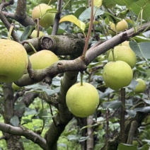 丁香梨