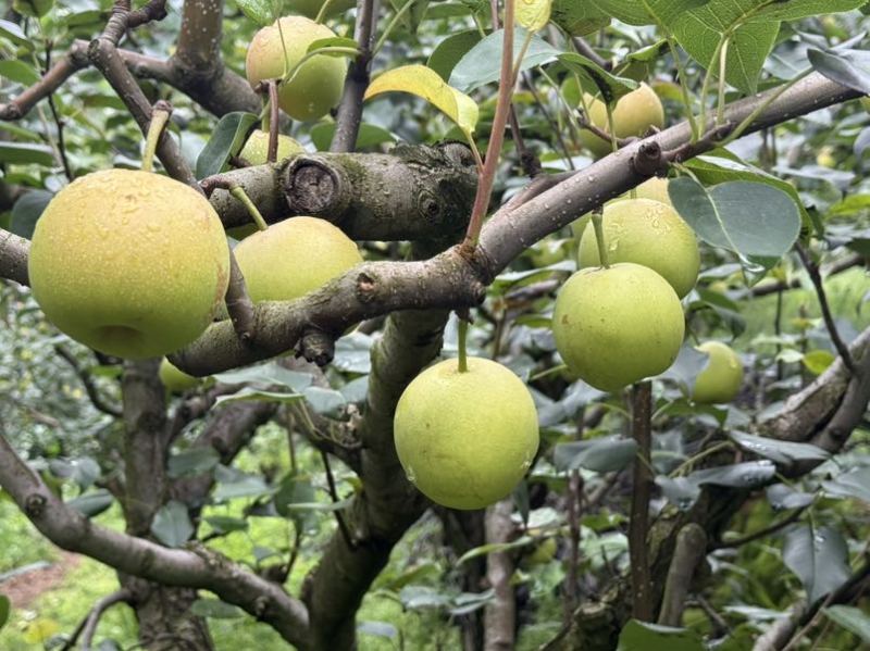 丁香梨