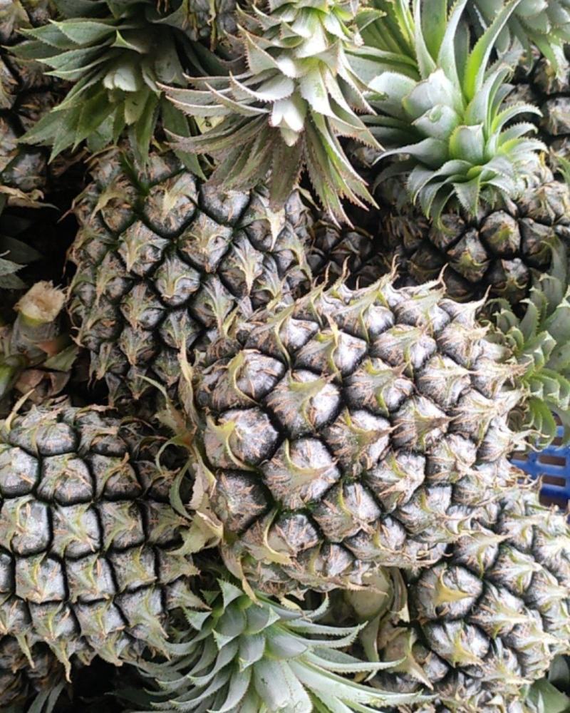 精选精品中果香水菠萝新鲜现采果园直发孕妇可吃香甜水