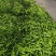 河南开封产地大量杭椒上市，需要供货的电商市场老板欢迎咨询