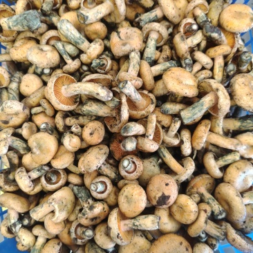 新鲜寒菌，货好价优