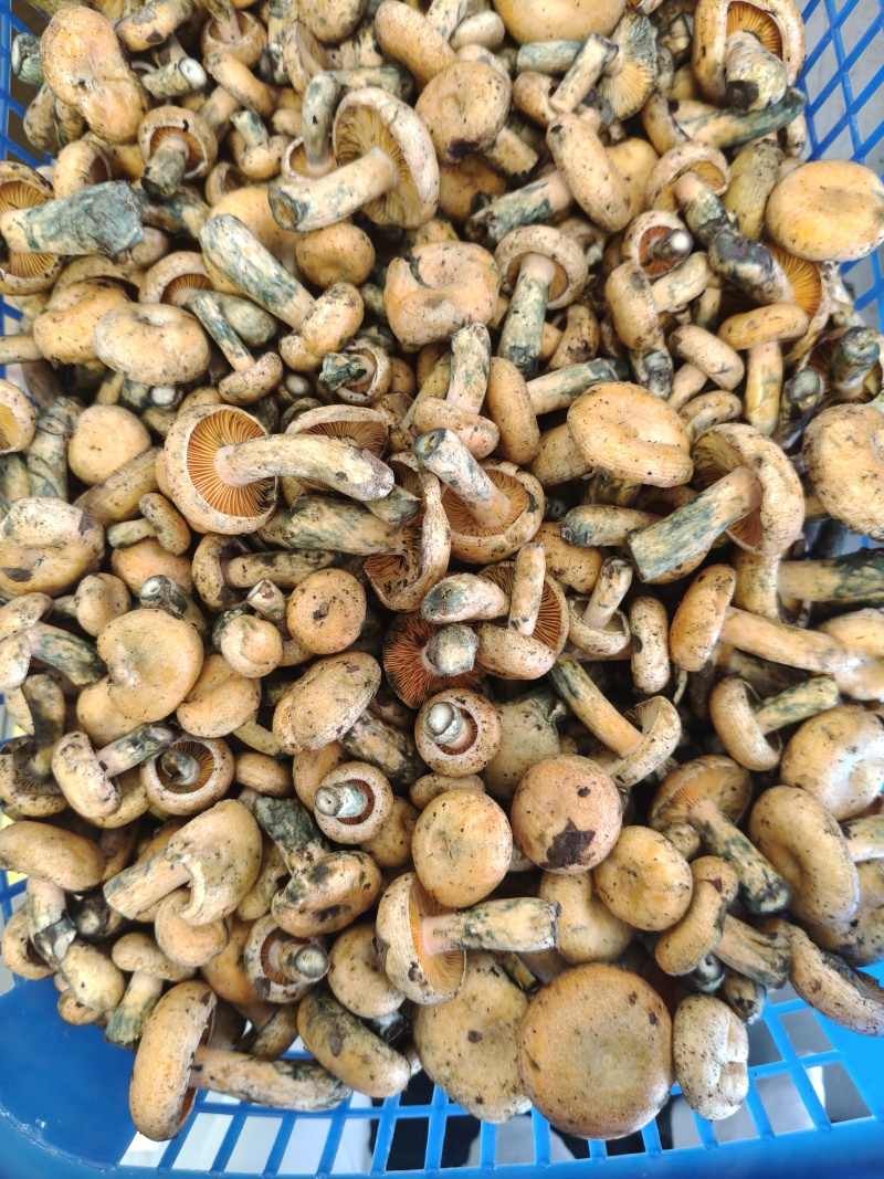 新鲜寒菌，货好价优