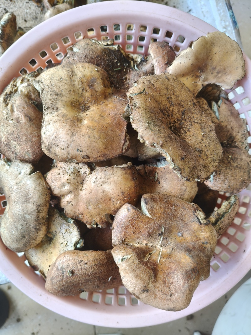 新鲜寒菌，货好价优