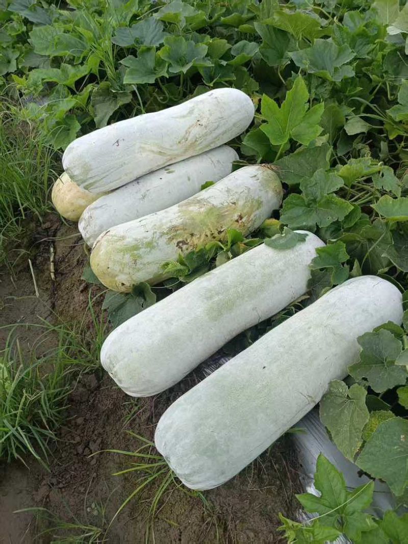 打封面电话白皮冬瓜4毛5大产量，台风过后马上要开始涨价了。