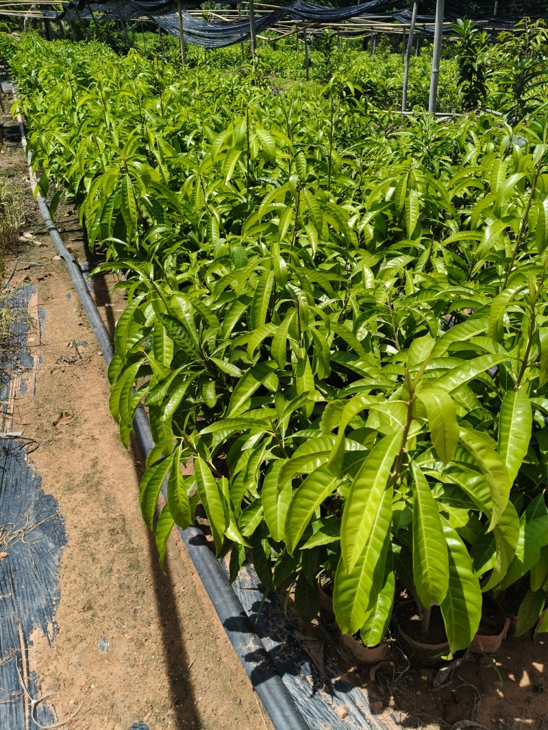 耀堂仙桃鸡蛋果