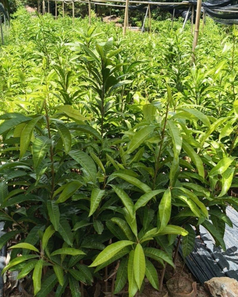 耀堂仙桃鸡蛋果苗