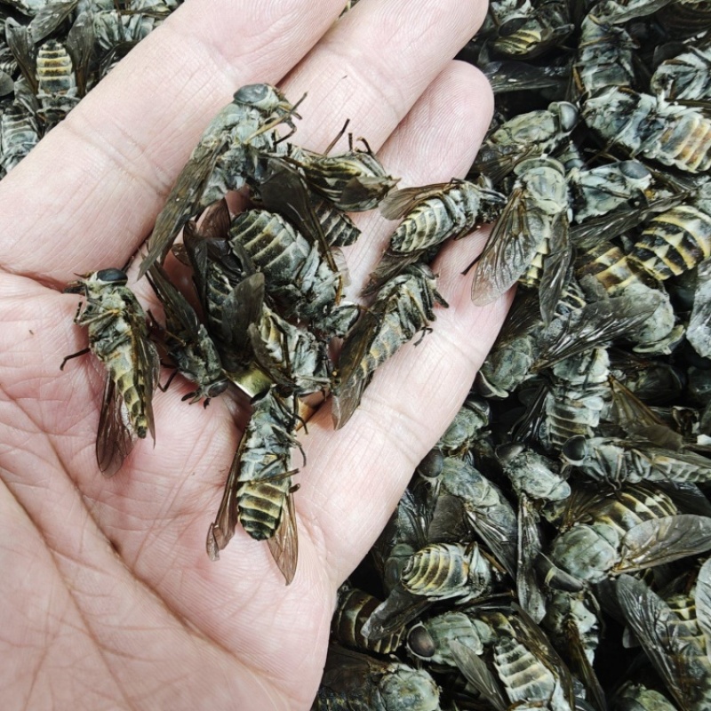 牛虻虫
