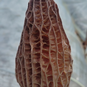 羊肚菌干品