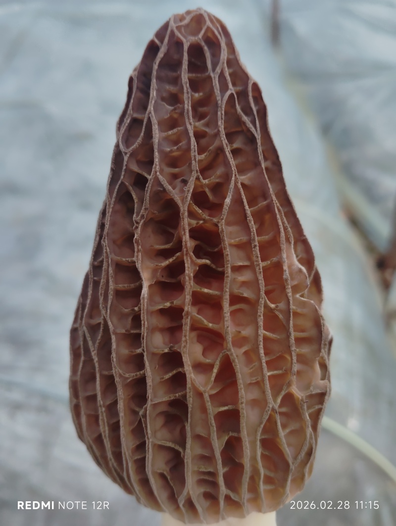 羊肚菌干品
