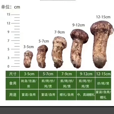 高原雅江松茸