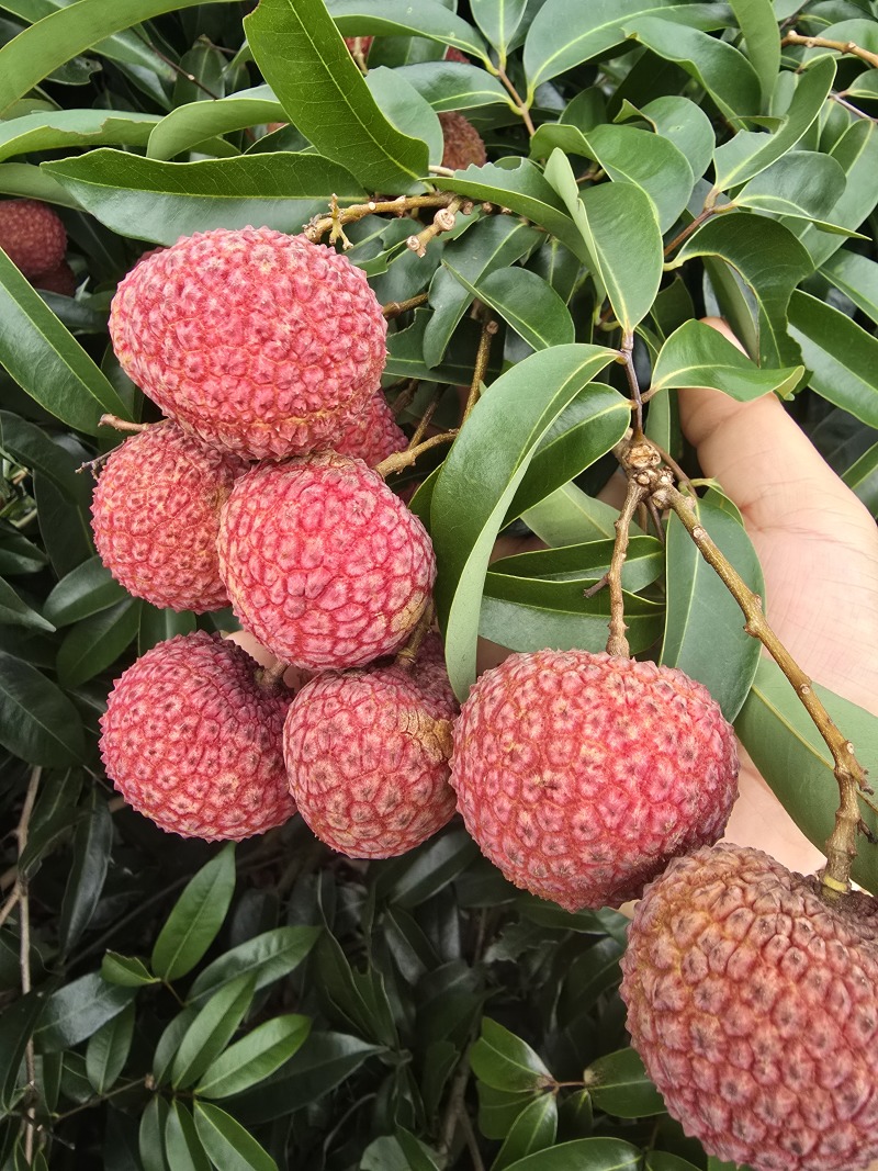 晚熟鸡嘴荔枝七月11号现摘现发支持批发团购公司送礼