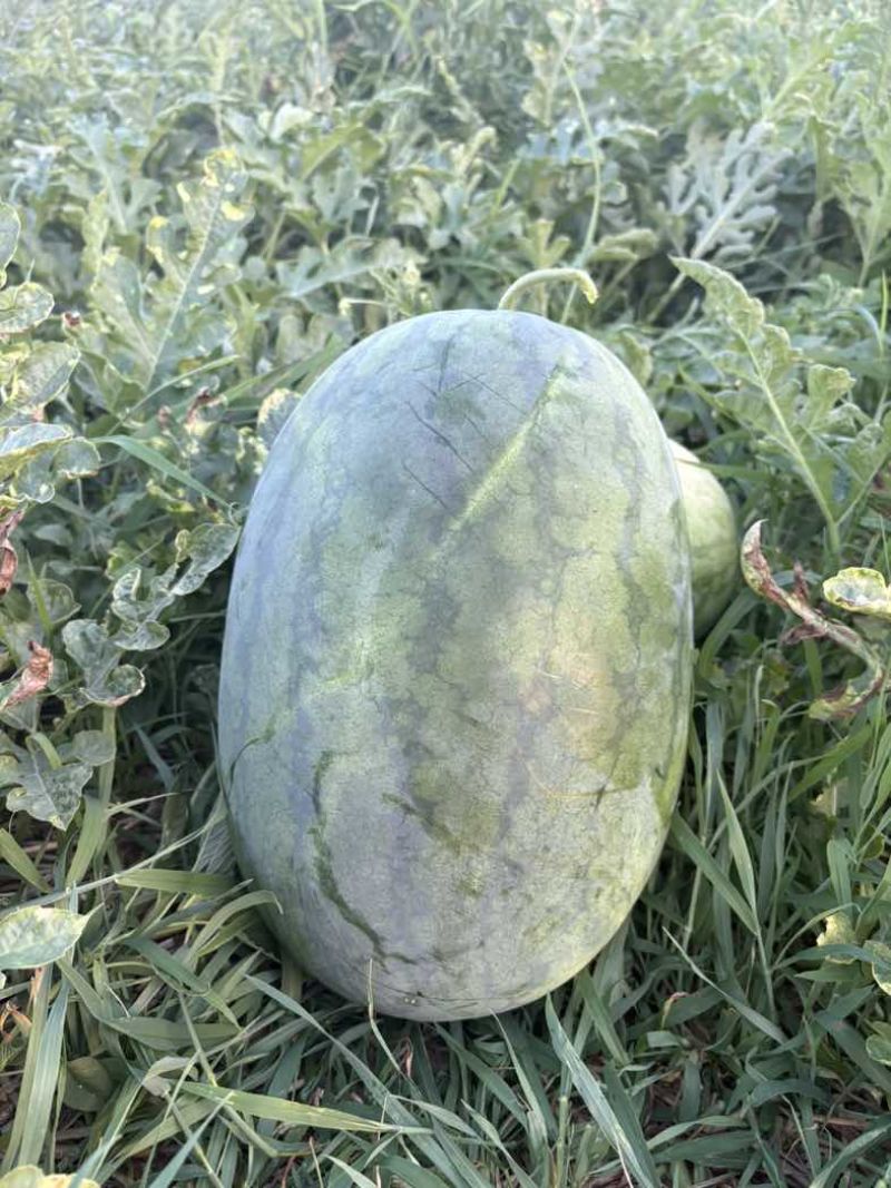 龙卷风品种西瓜精品现货