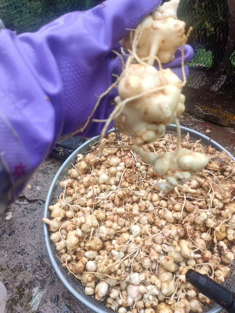 精品朱子参出售