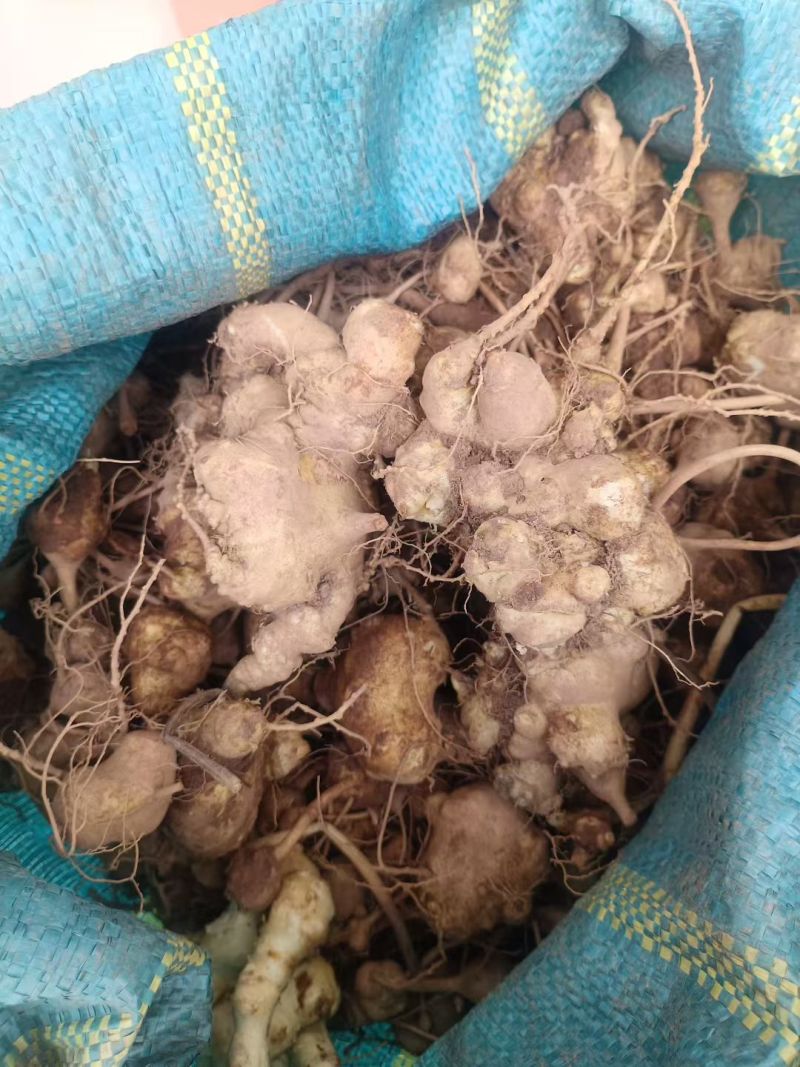 精品朱子参出售