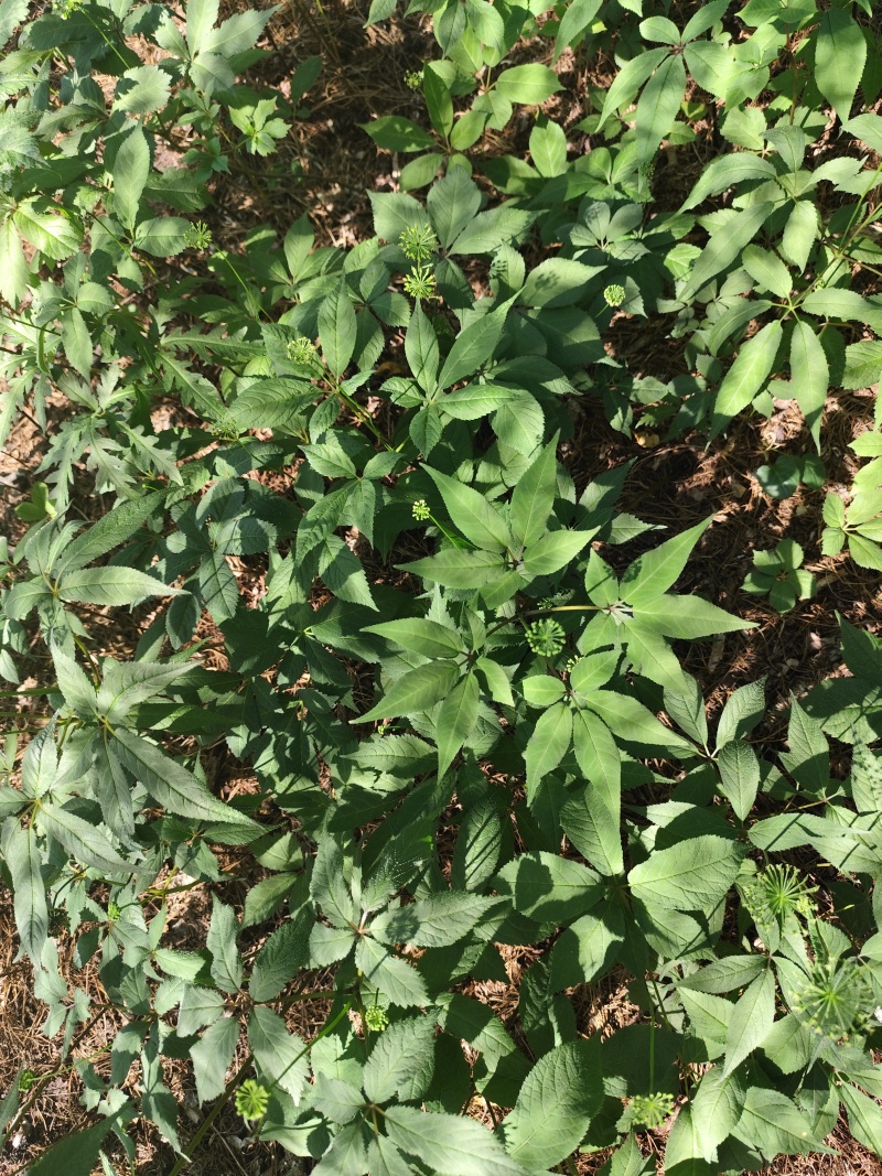 精品朱子参出售