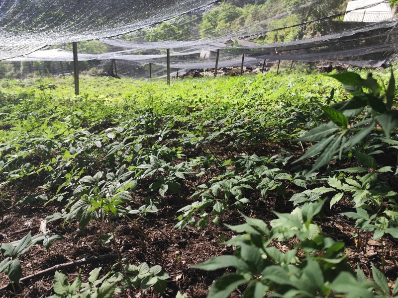 精品朱子参出售