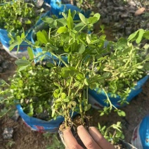 蔓花生(花生藤)10-30高，基地直销，一手货源，大量低价出