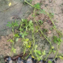花生藤(蔓花生)10-30高，基地直销，一手货，规格齐全
