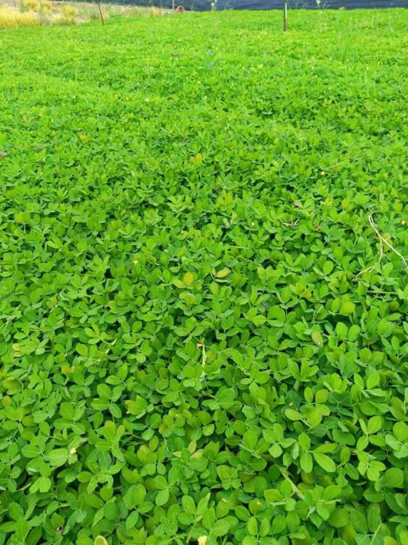 花生藤(花生草)10-40高，规格齐全，基地直销，一手货源