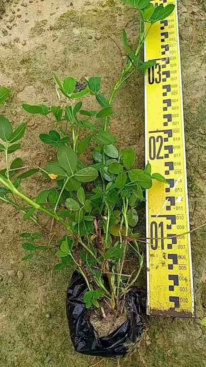 花生藤(花生草)10-40高，规格齐全，基地直销，一手货源