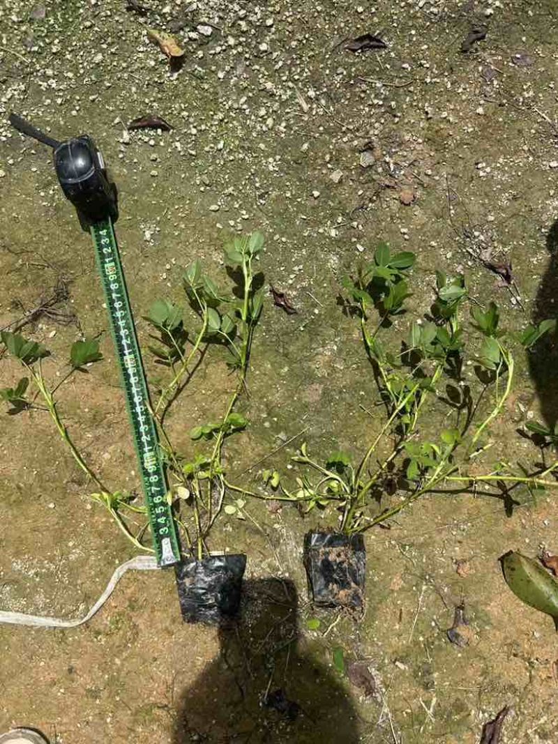 花生藤(花生草)10-40高，规格齐全，基地直销，一手货源
